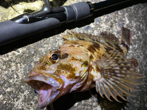 カサゴの釣果