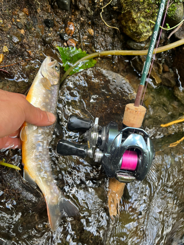 イワナの釣果