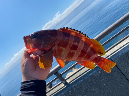 アカハタの釣果