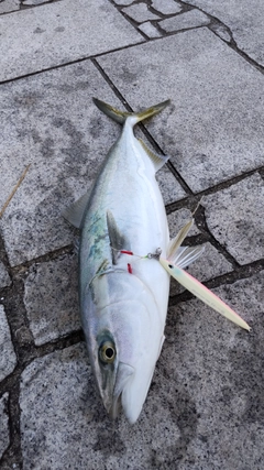 ハマチの釣果