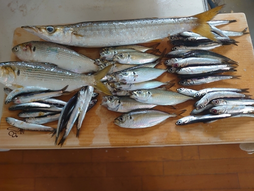 カマスの釣果