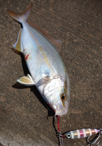 ショゴの釣果