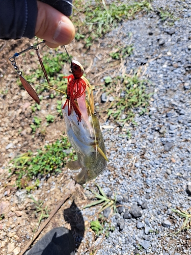 ナマズの釣果