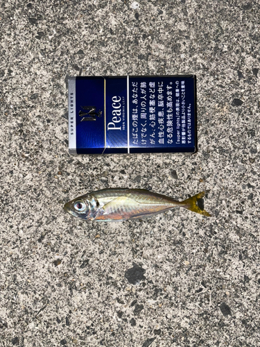 釣果