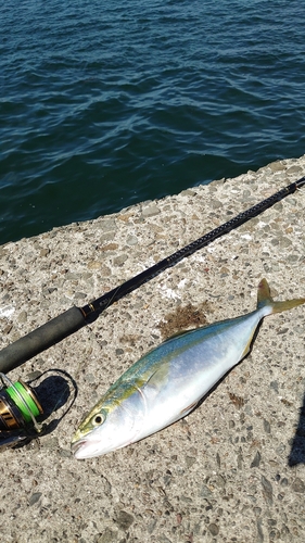 ハマチの釣果