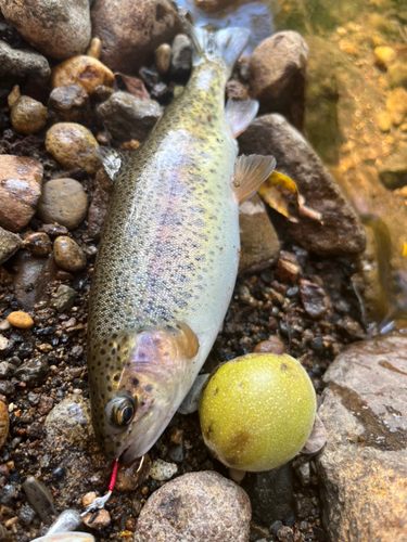 ニジマスの釣果