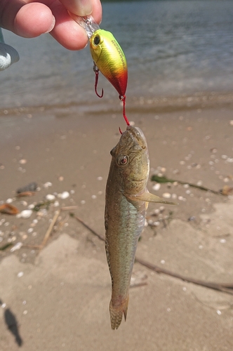 ハゼの釣果