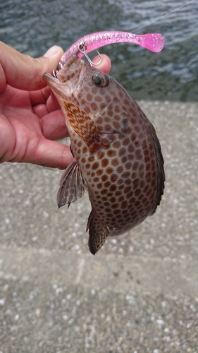 オオモンハタの釣果