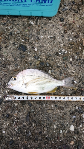 ヘダイの釣果