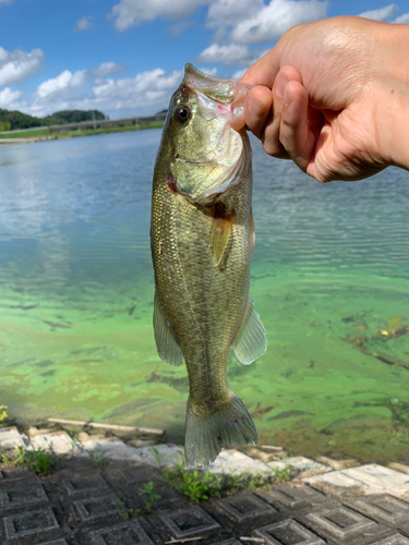 釣果