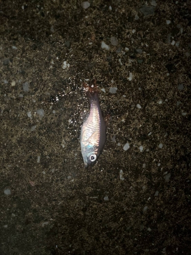 オオスジイシモチの釣果