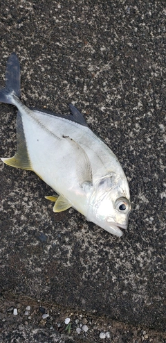 ヒラアジの釣果