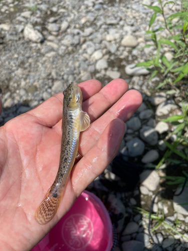 ハゼの釣果