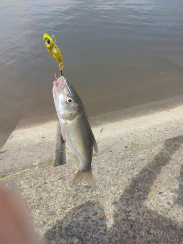 ウグイの釣果