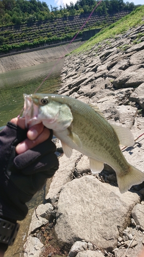 ブラックバスの釣果