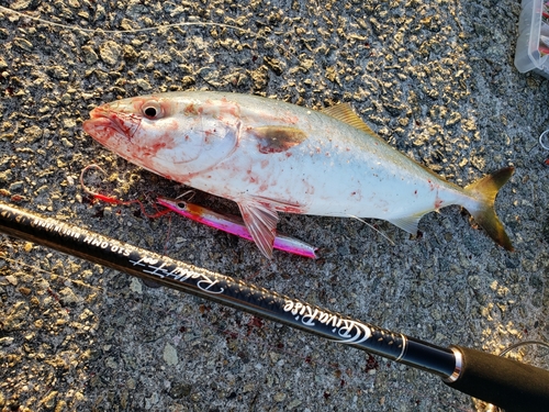 ハマチの釣果