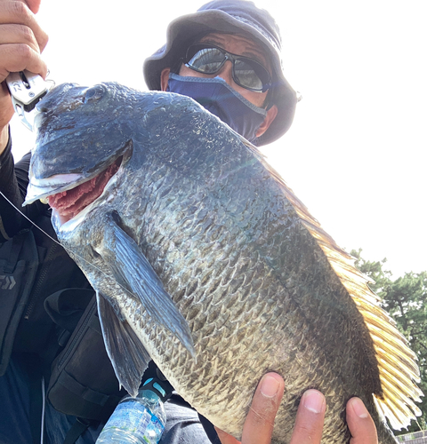 チヌの釣果