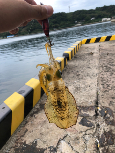 イカの釣果