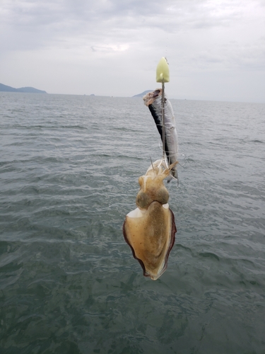 コウイカの釣果