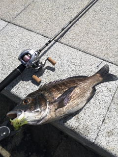 チヌの釣果