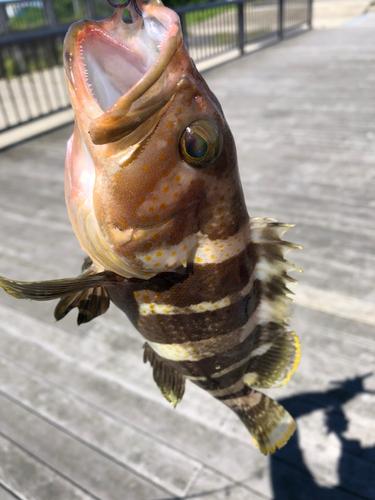 アオハタの釣果