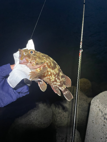 カサゴの釣果