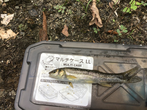 タカハヤの釣果