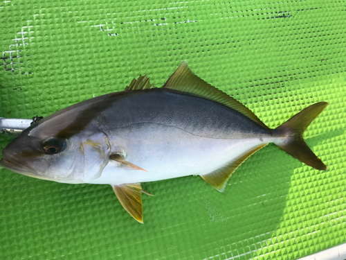 カンパチの釣果