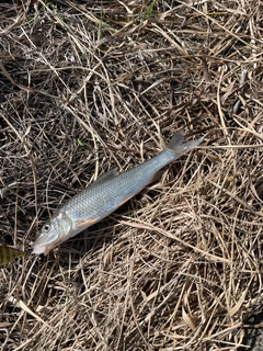 ニゴイの釣果