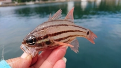 オオスジイシモチの釣果