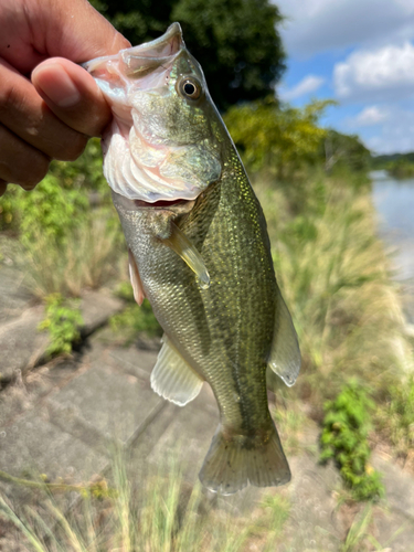 ラージマウスバスの釣果