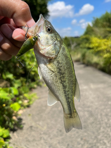 ラージマウスバスの釣果