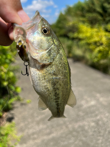 ラージマウスバスの釣果