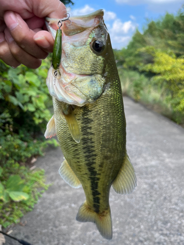 ラージマウスバスの釣果