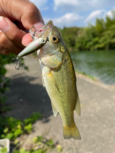 ラージマウスバスの釣果