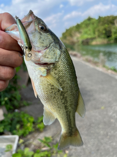 ラージマウスバスの釣果