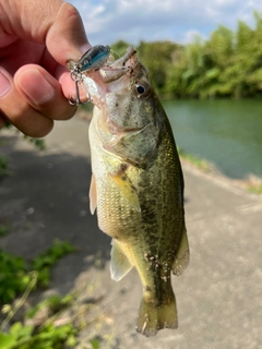 ラージマウスバスの釣果