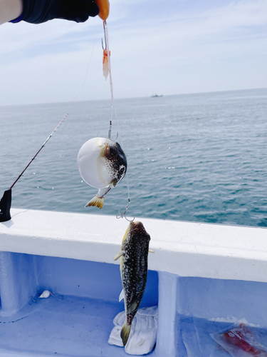 ショウサイフグの釣果