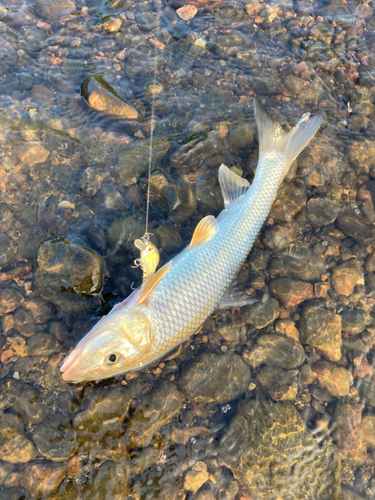 ニゴイの釣果