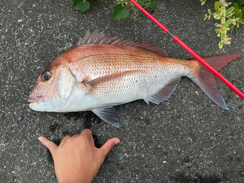 マダイの釣果