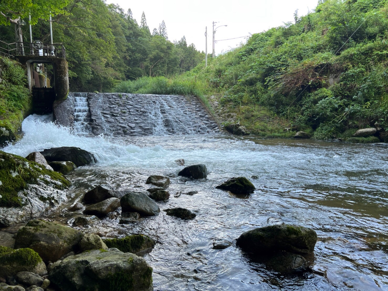 イワナ