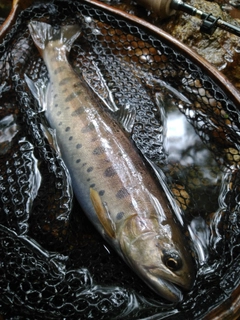 ヤマメの釣果