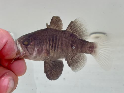 クロイシモチの釣果