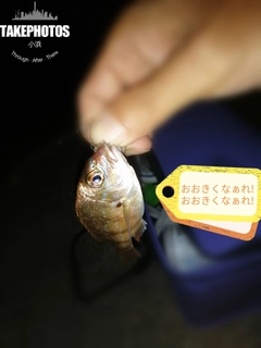 チャリコの釣果