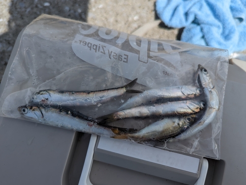 カタクチイワシの釣果