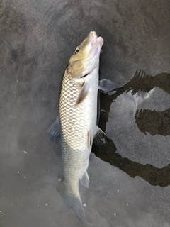 ニゴイの釣果