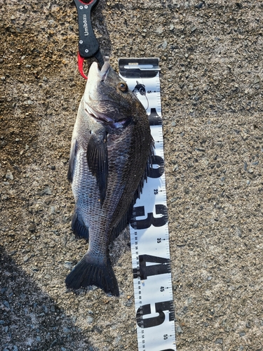 チヌの釣果