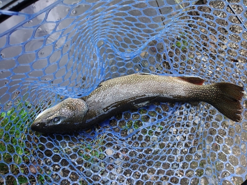 イトウの釣果