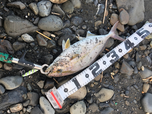 ショゴの釣果