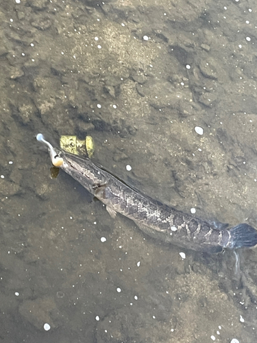 岡山県で釣れたライギョの釣り・釣果情報 - アングラーズ | 釣果600万件の魚釣り情報サイト